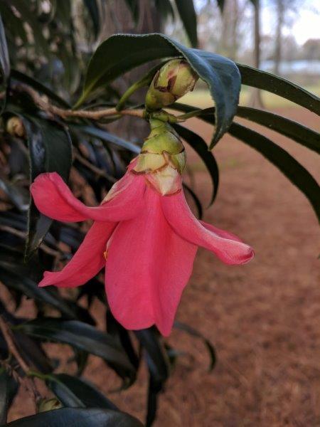 Camellia japonica "Kujaku"