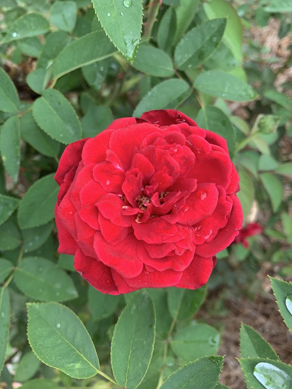 red rose