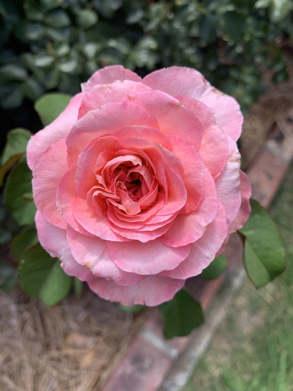 pink rose