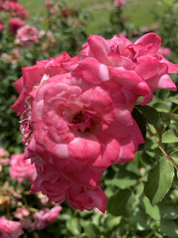 pink rose