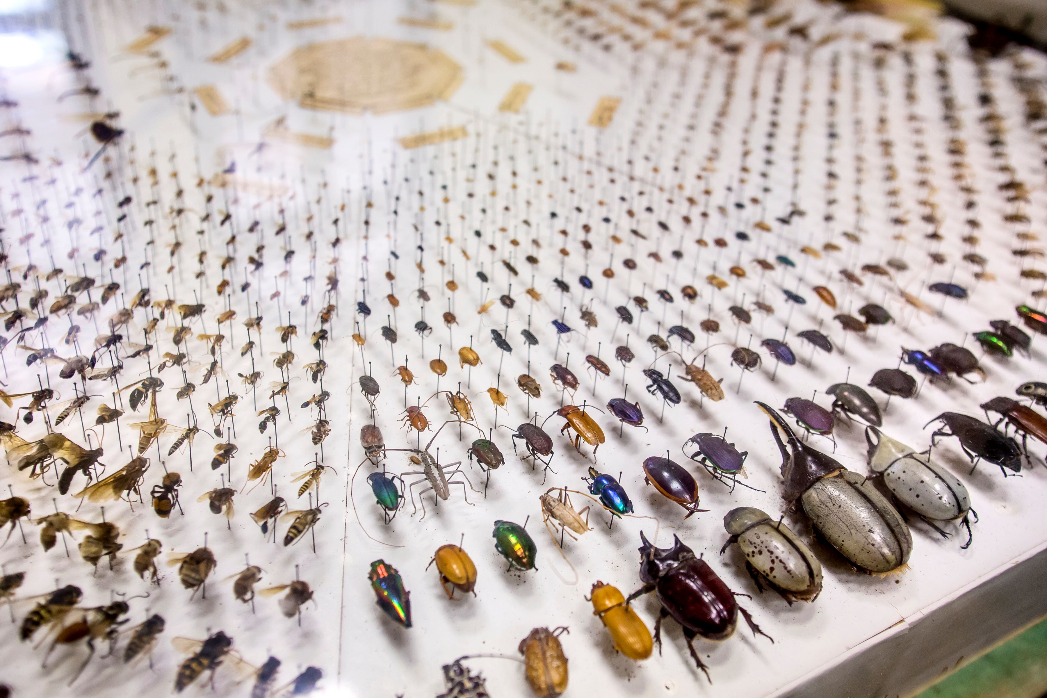 bugs