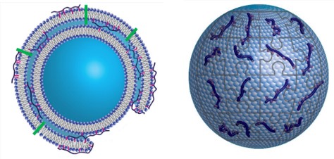 HMP molecules 