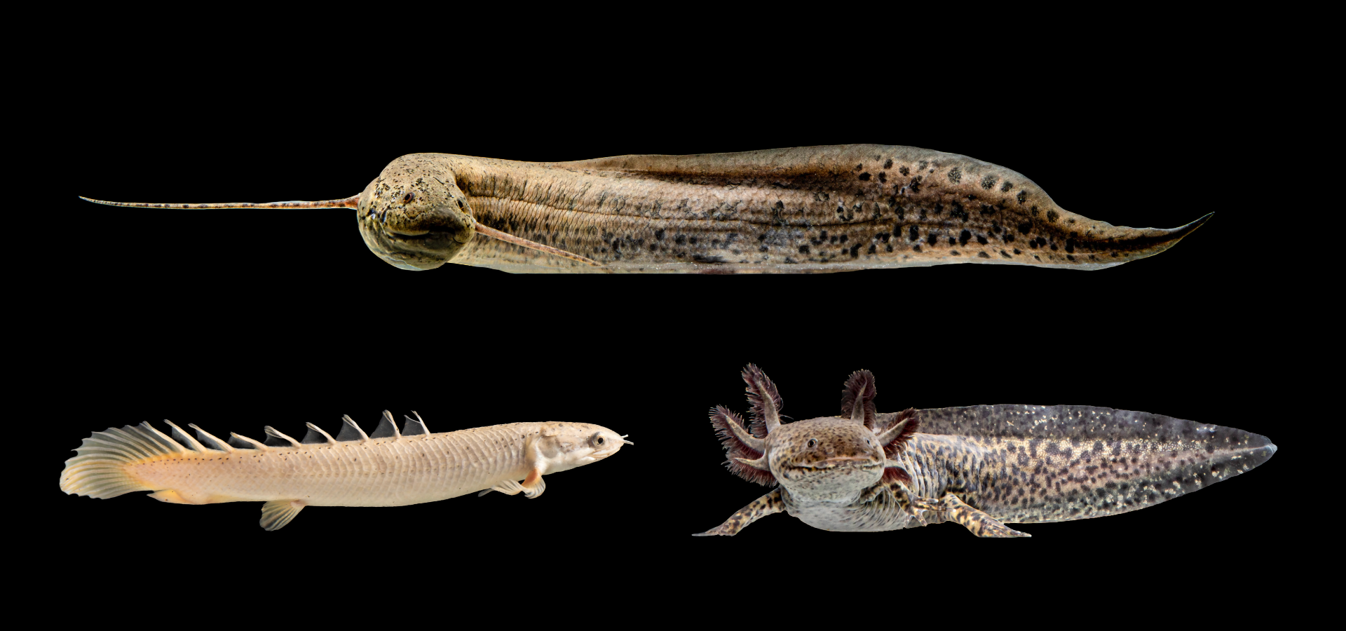 Lungfish, bichir and axolotl